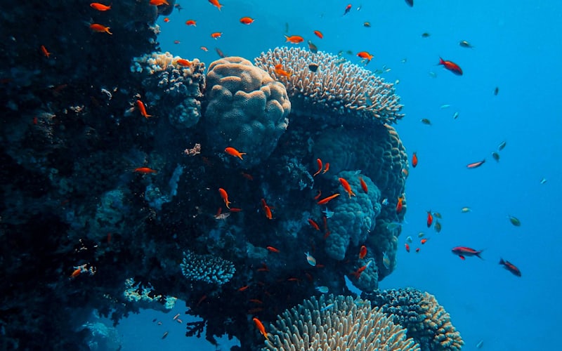 Divers exploring a colourful Red Sea coral reef